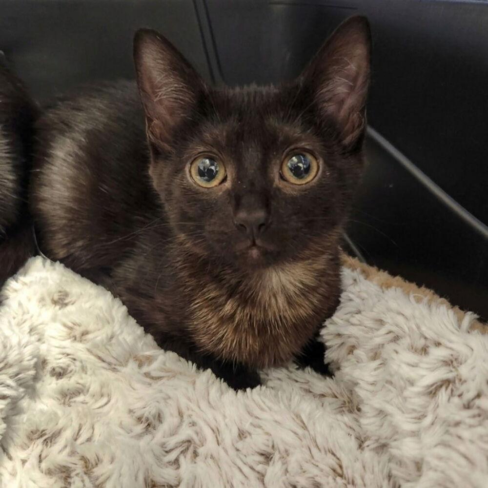 Enlarge Mocha, a Adoptable mixed breed in Westfield, WI image 2/2