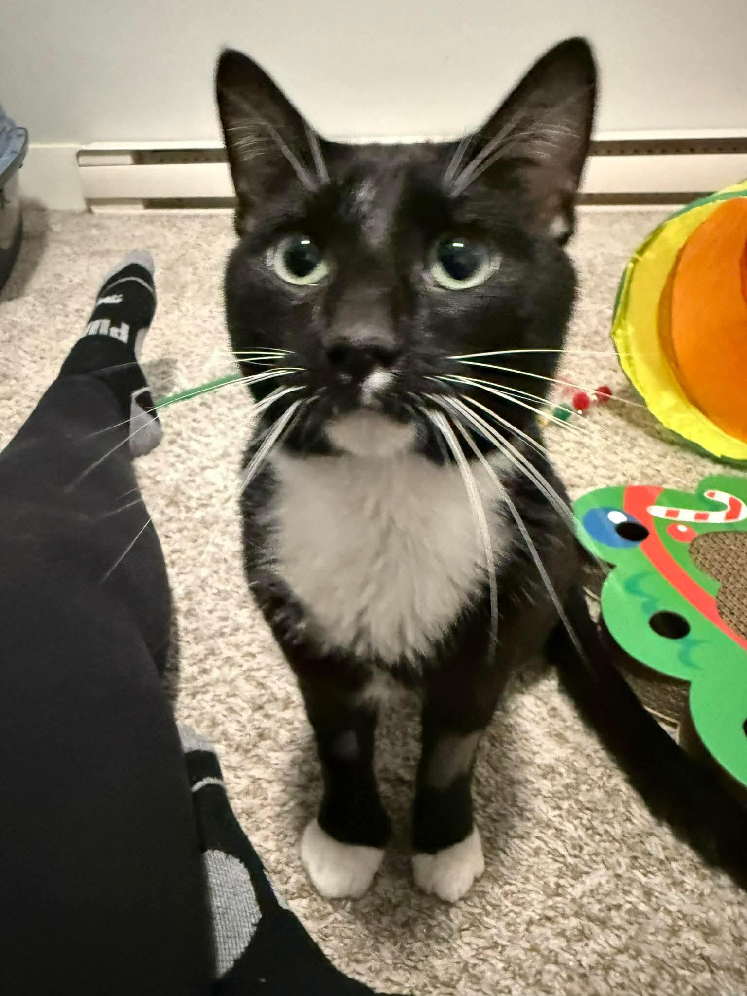 Slices-n-Stix, Adoptable, Young Male Domestic Short Hair.