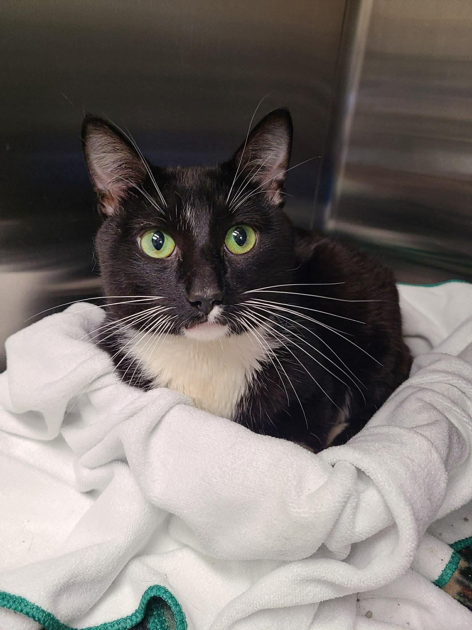 Enlarge Slices-n-Stix, a Adoptable Domestic Short Hair in Duluth, MN image 2/3