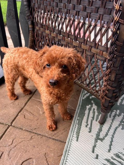 Sienna, Adopted, Adult Female Poodle.