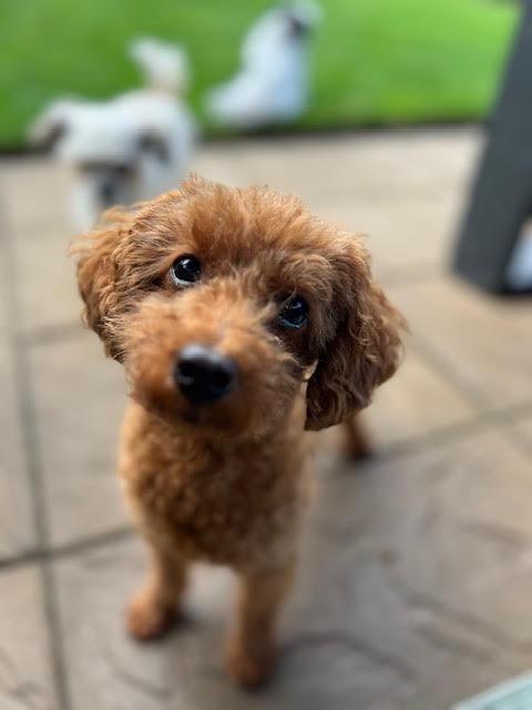 Sienna, a Adopted Poodle in Etobicoke, ON image 2/3
