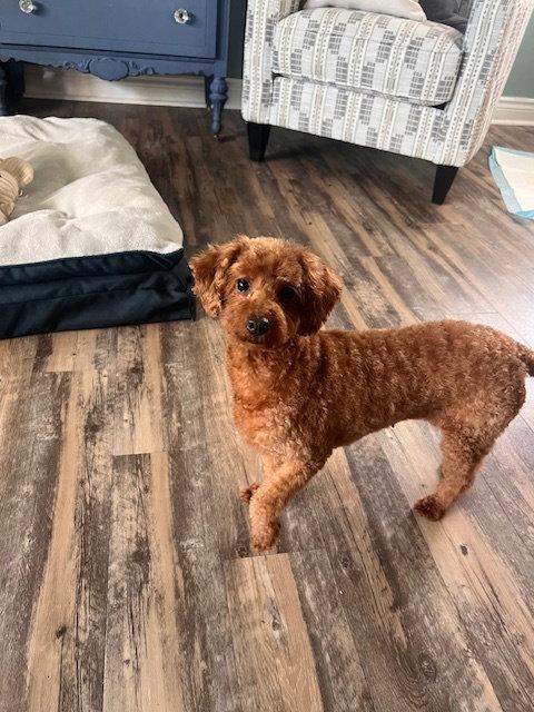 Sienna, a Adopted Poodle in Etobicoke, ON image 3/3