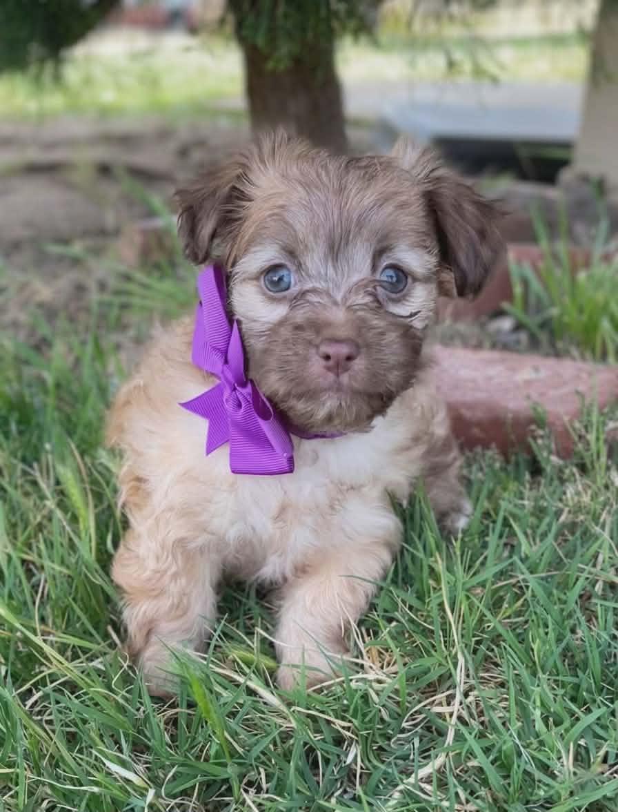 Enlarge Sherbet, an adopted mixed breed in Temecula, CA image 1/3