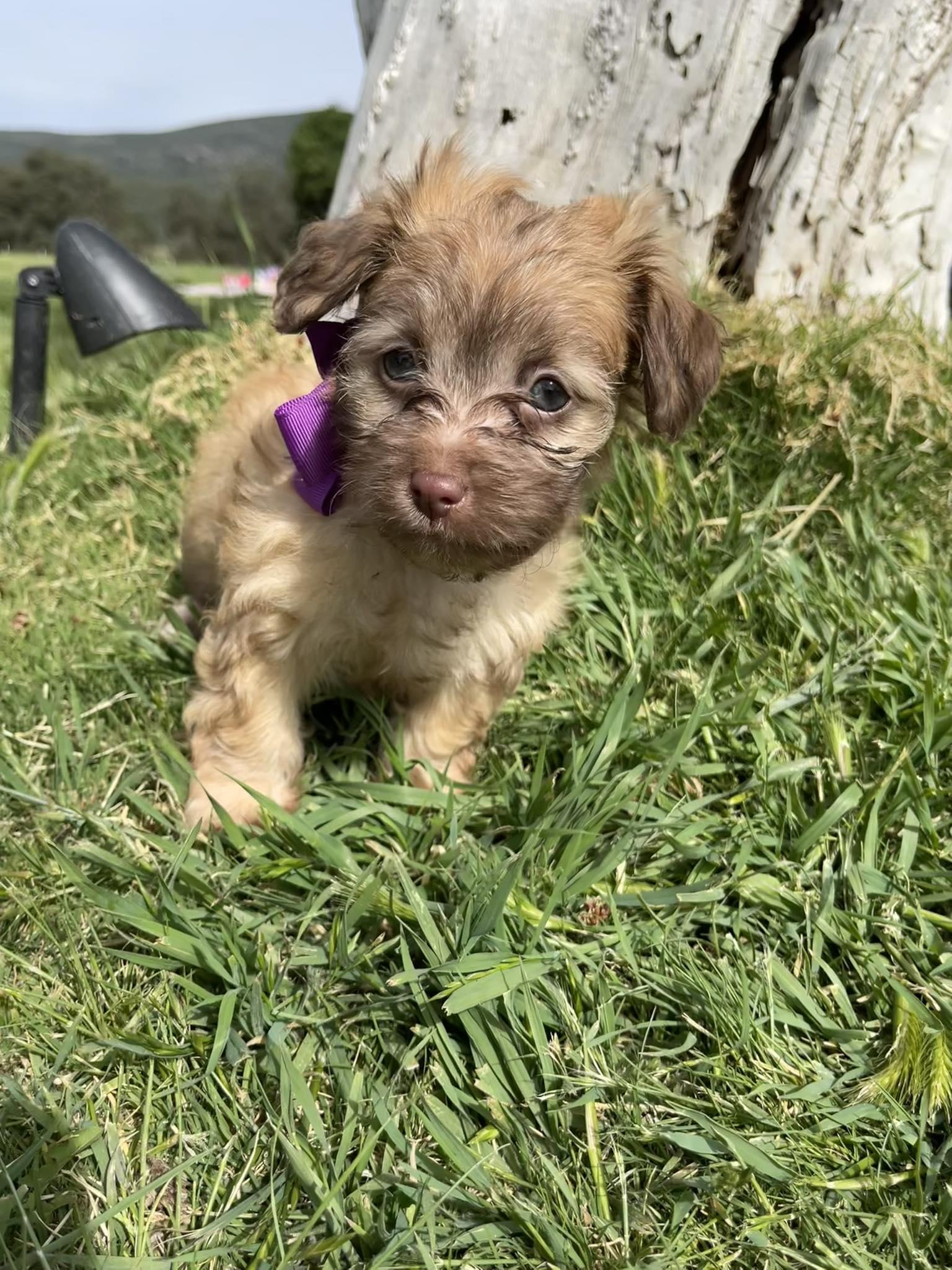 Enlarge Sherbet, an adopted mixed breed in Temecula, CA image 2/3
