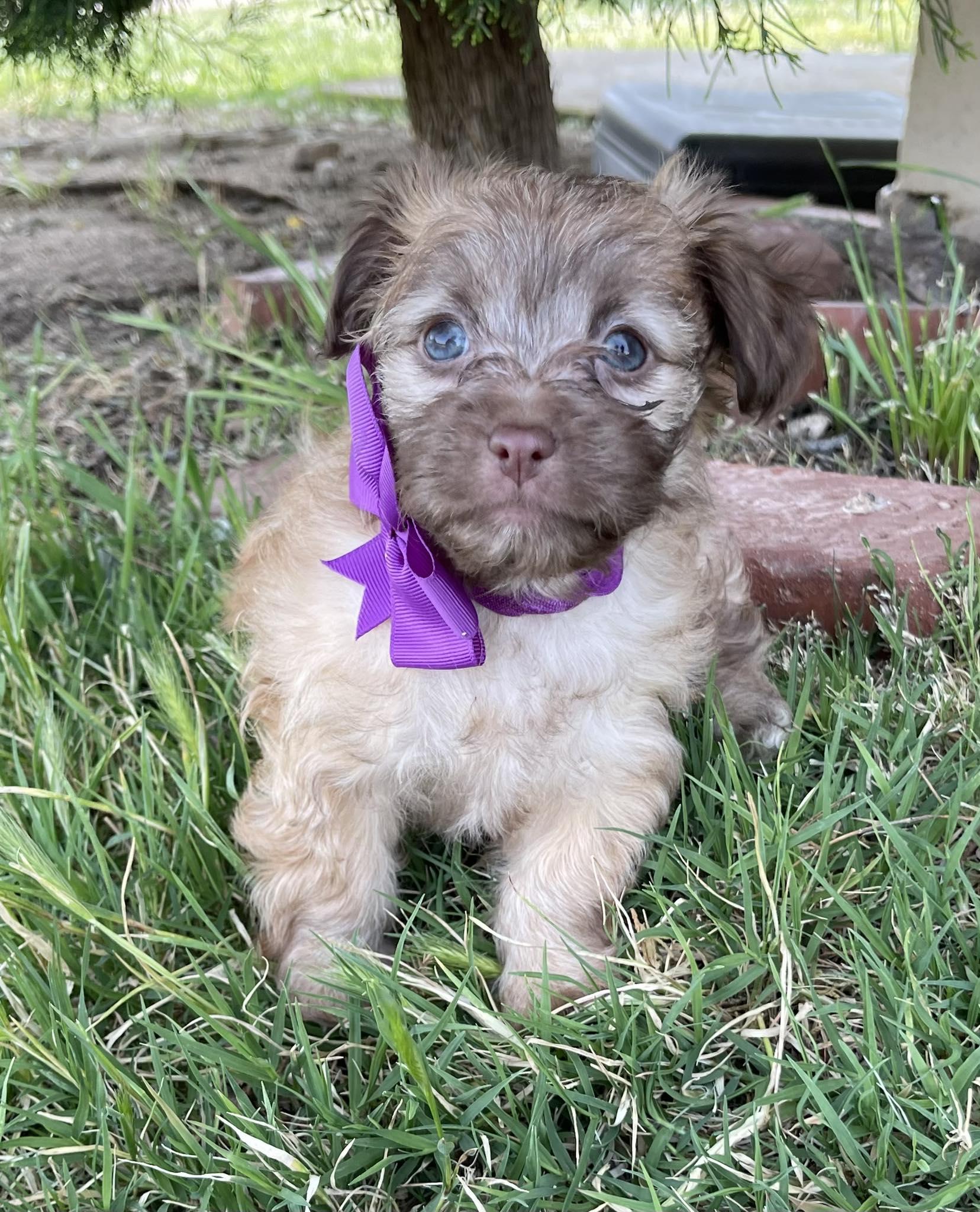 Enlarge Sherbet, an adopted mixed breed in Temecula, CA image 3/3