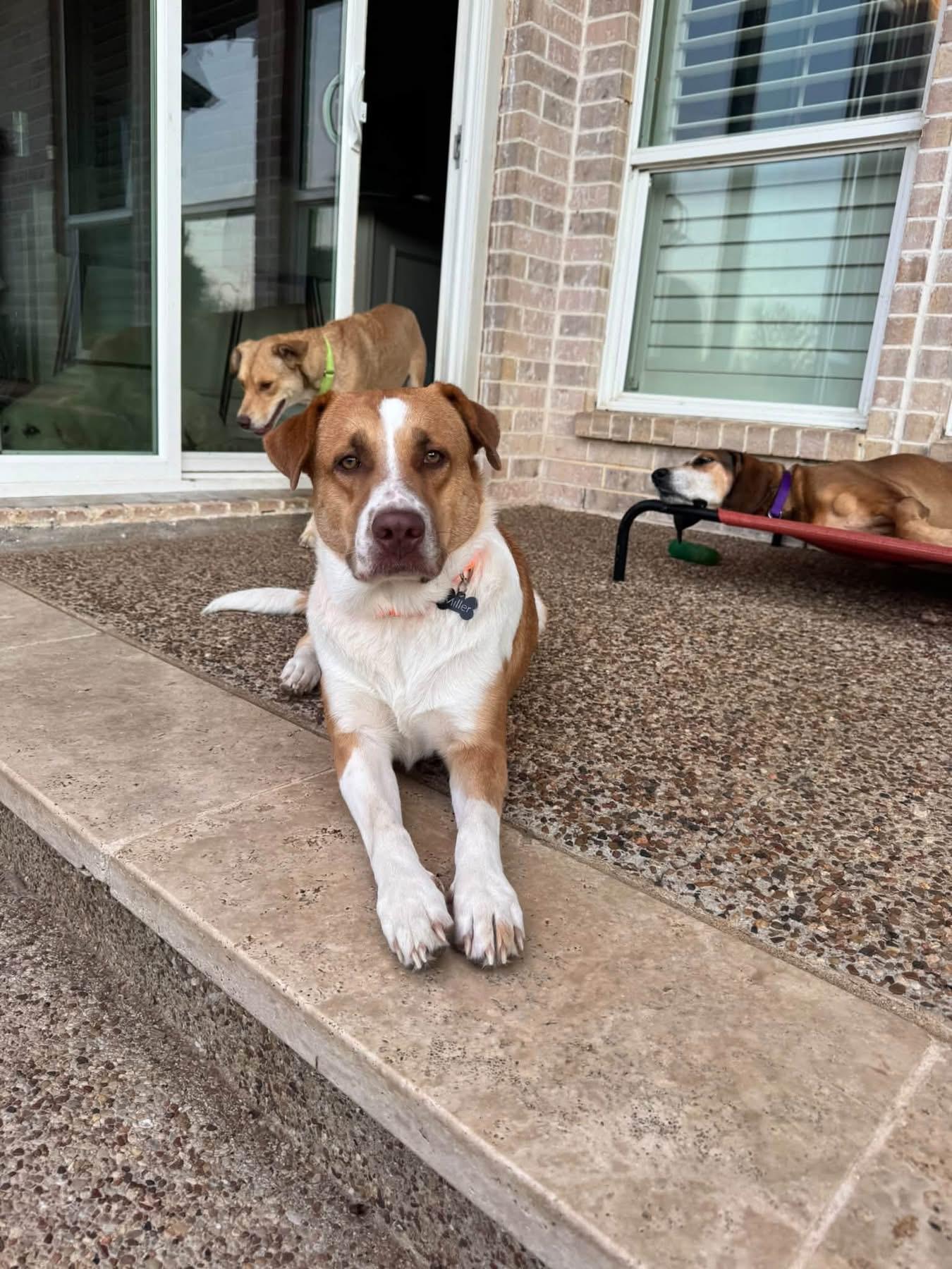 Enlarge Shelby, a Adopted mixed breed in Southlake, TX image 5/6