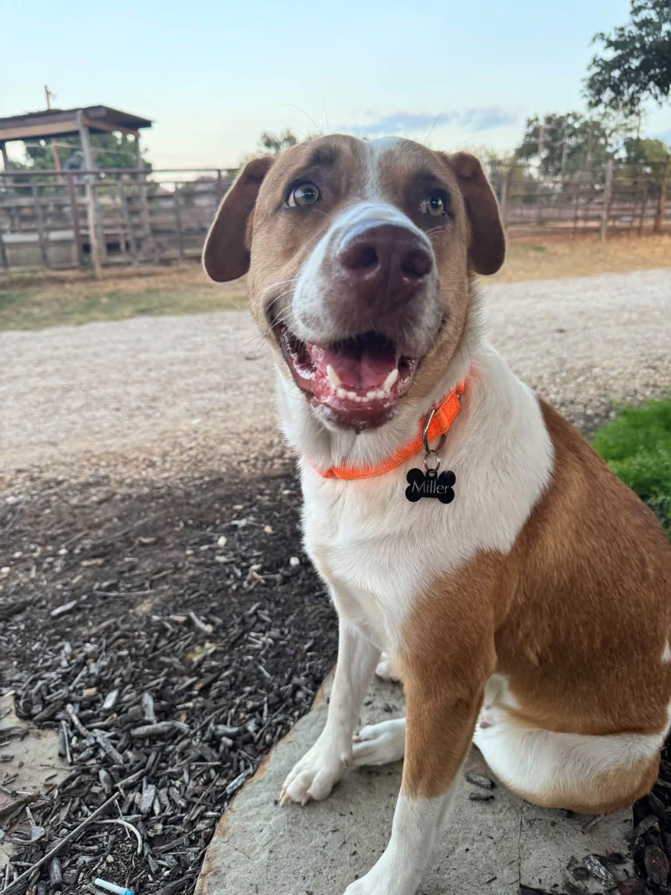 Shelby, Adopted, Adult Female Hound.