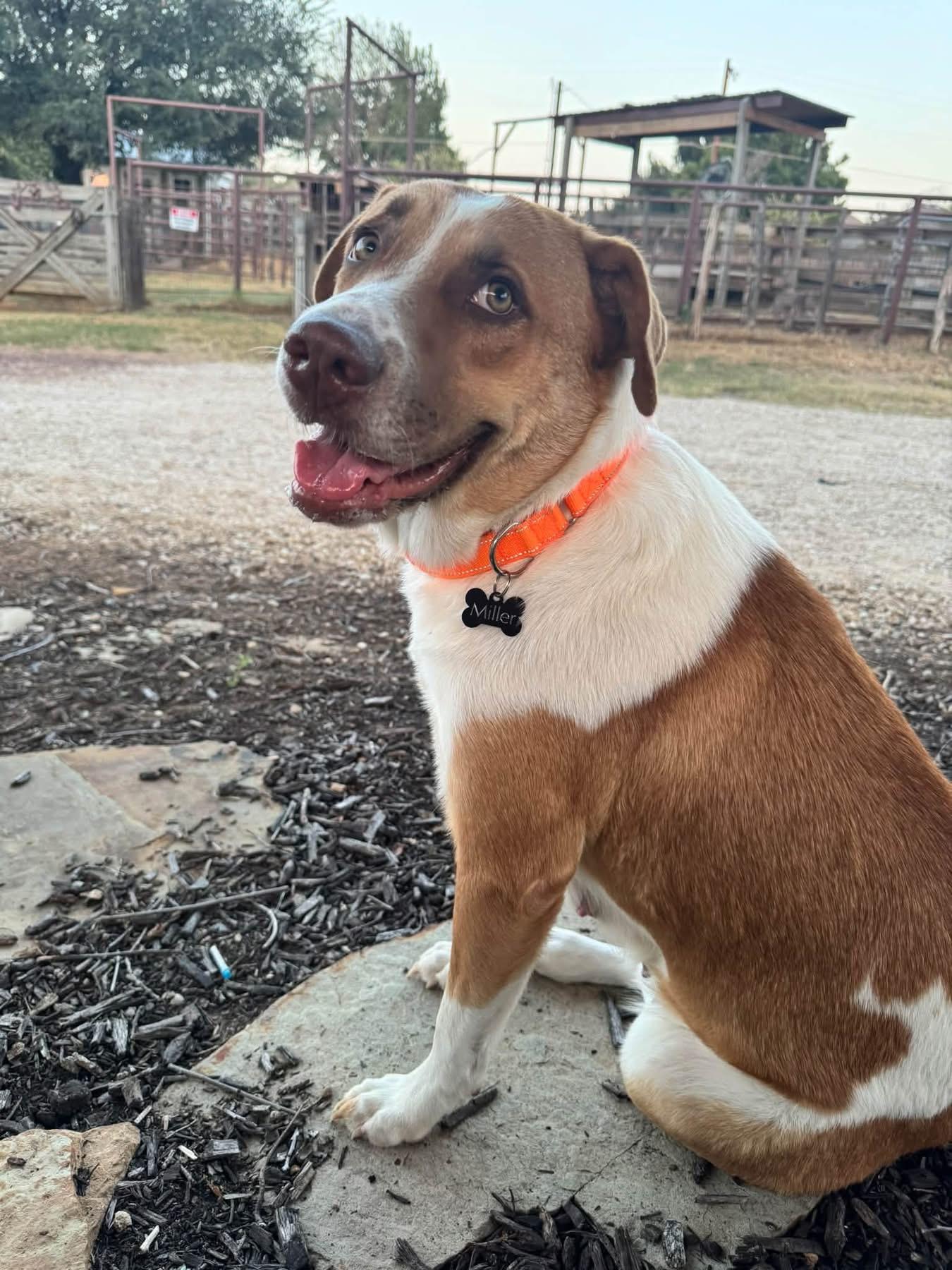 Enlarge Shelby, a Adopted mixed breed in Southlake, TX image 2/6
