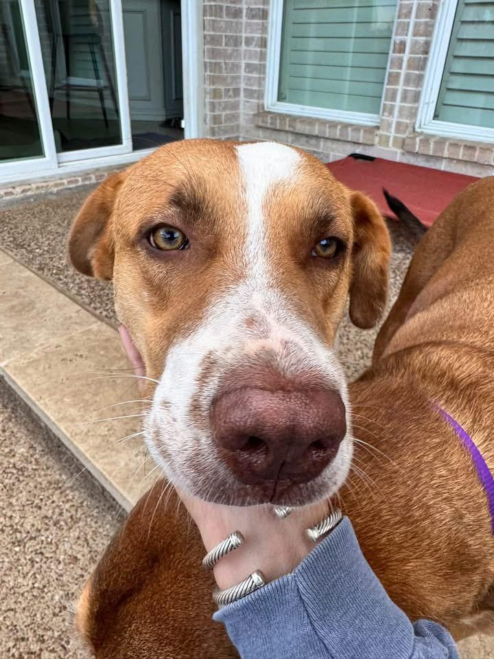 Enlarge Shelby, a Adopted mixed breed in Southlake, TX image 3/6