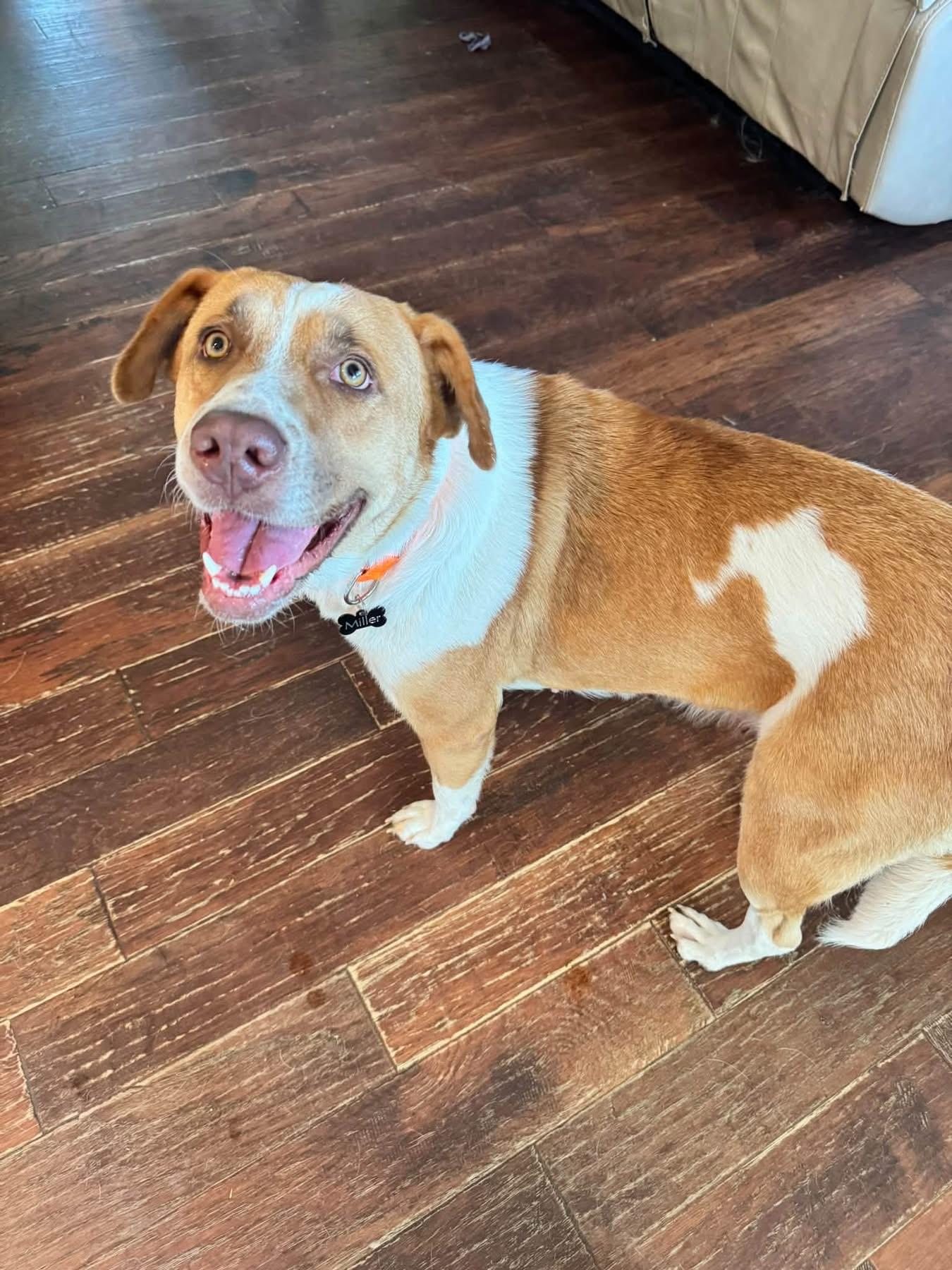 Enlarge Shelby, a Adopted mixed breed in Southlake, TX image 4/6