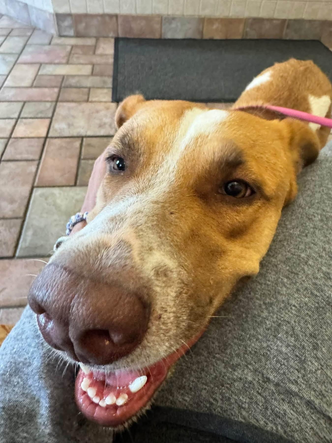 Enlarge Shelby, a Adopted mixed breed in Southlake, TX image 6/6