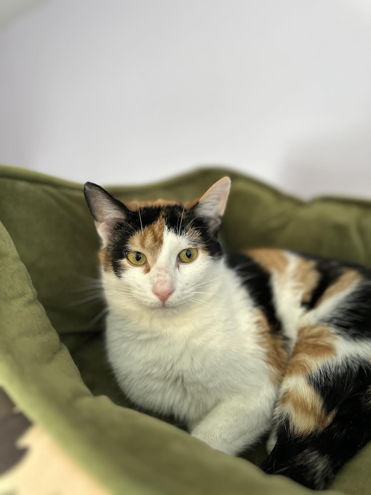 Joanie, Adopted, Young Female Calico & Domestic Short Hair.