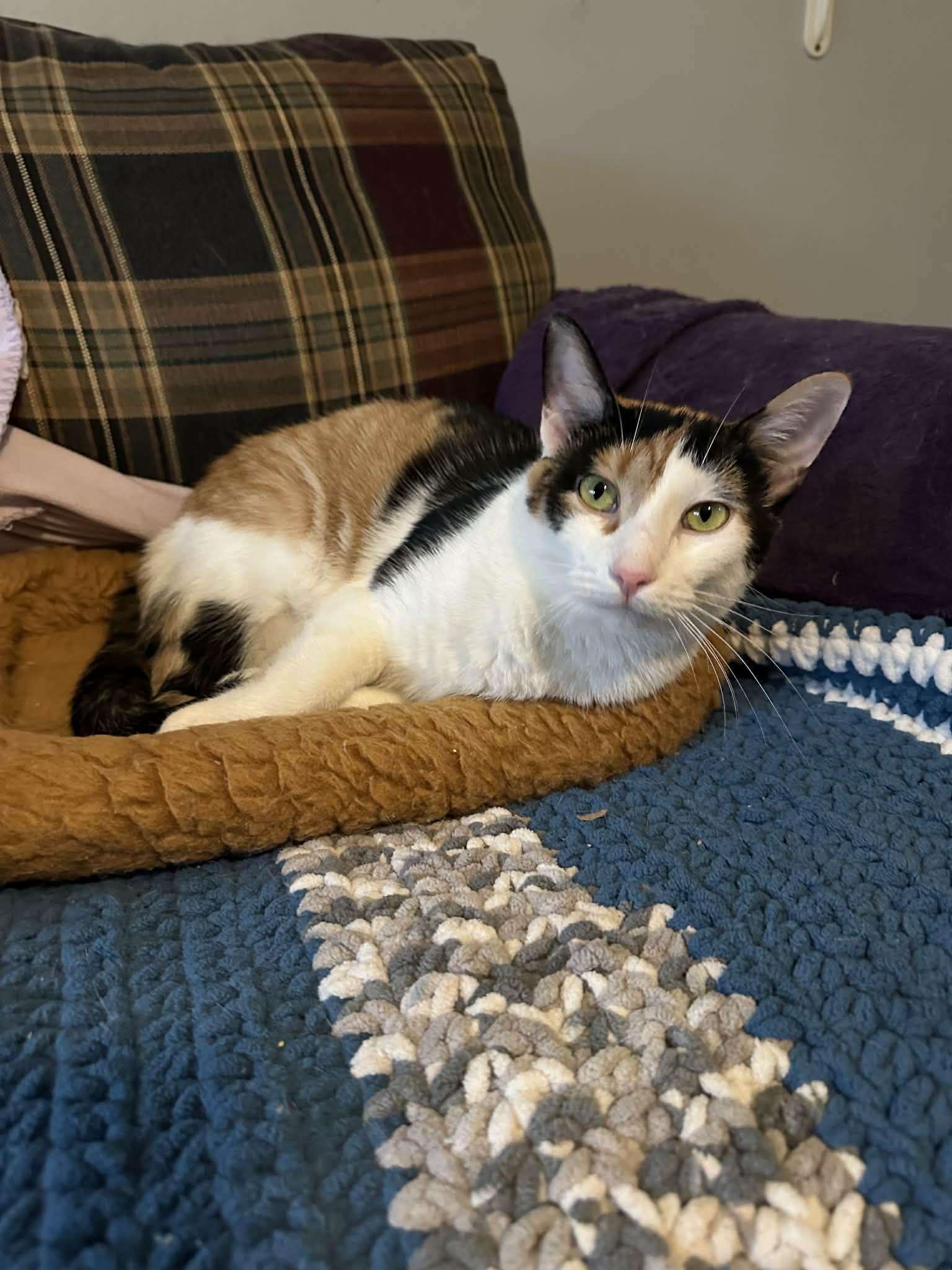 Enlarge Joanie, a Adopted mixed breed in Cincinnati, OH image 3/3