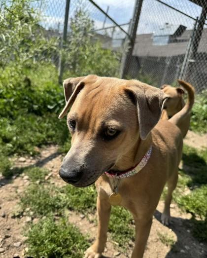 Gojo Cherry, Adoptable, Young Male Mixed Breed & Mixed Breed.