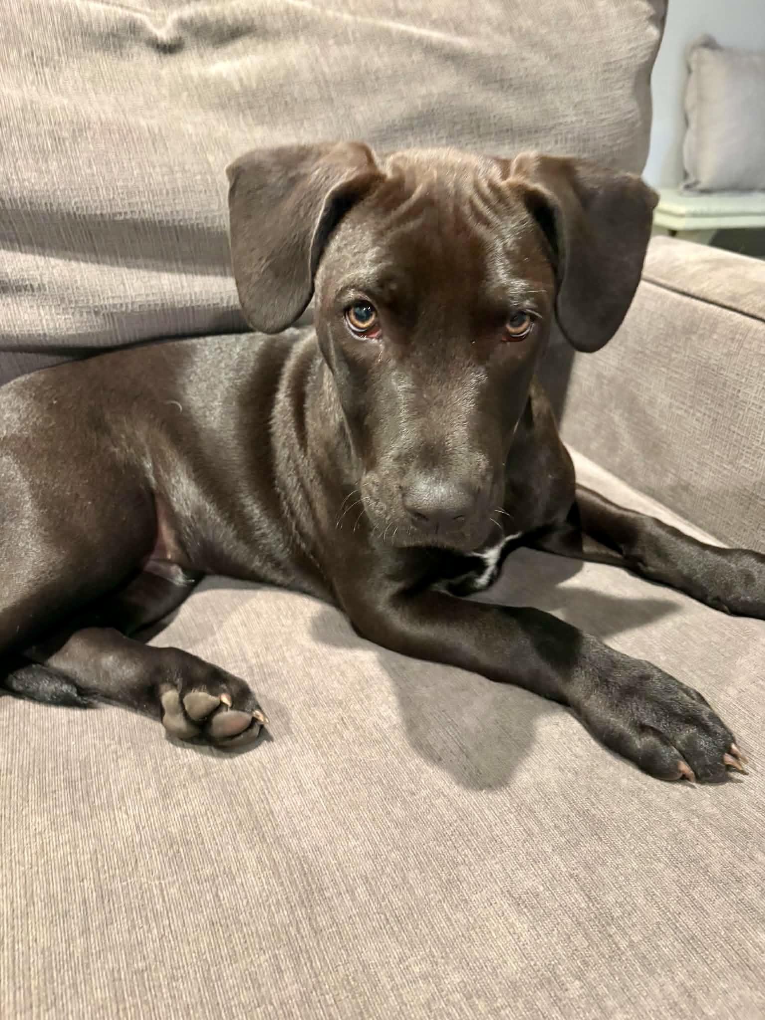 Henry, Adoptable, Puppy Male Labrador Retriever & Pit Bull Terrier.