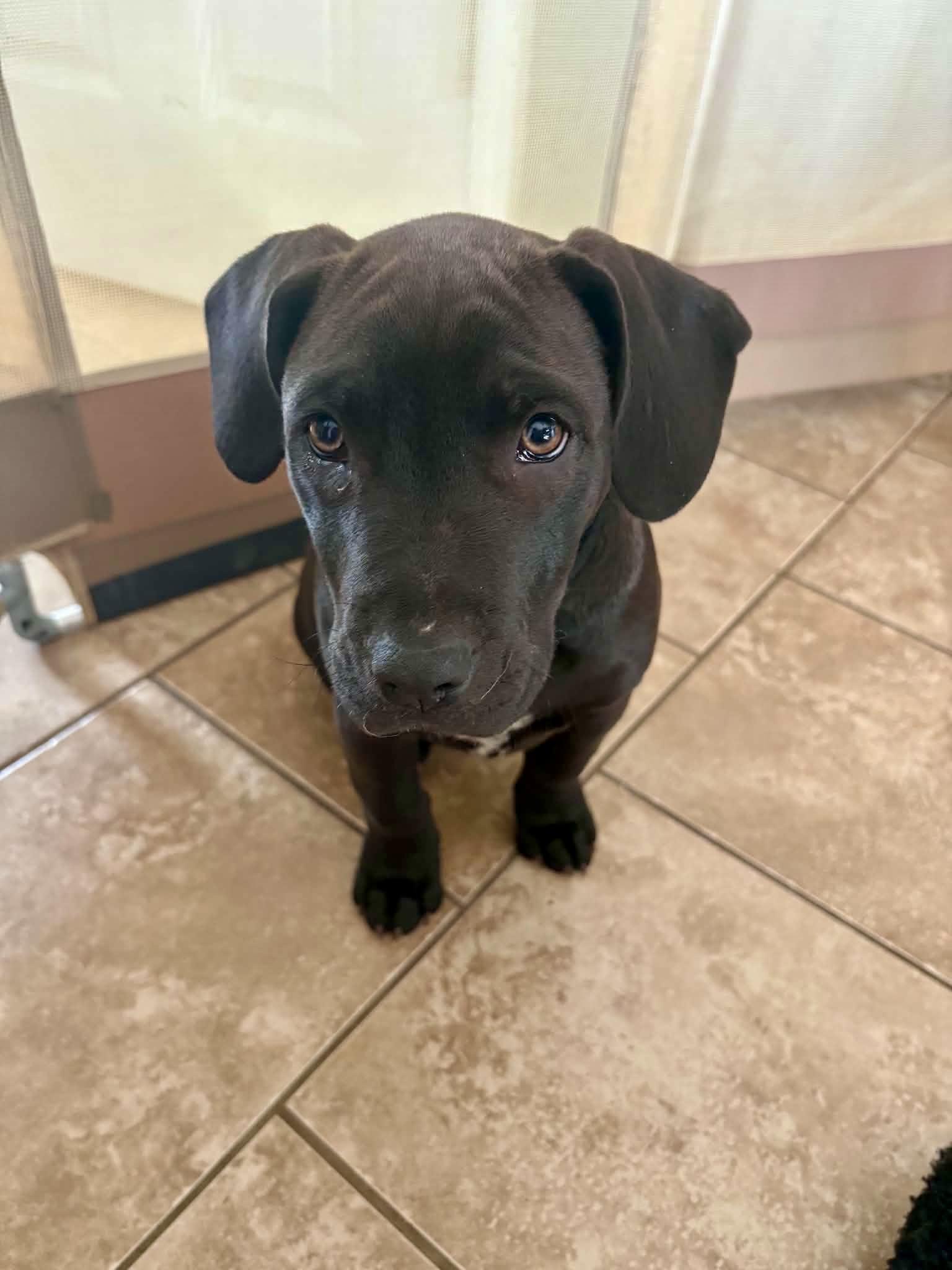 Henry, a Adoptable mixed breed in O'Fallon, MO image 4/6
