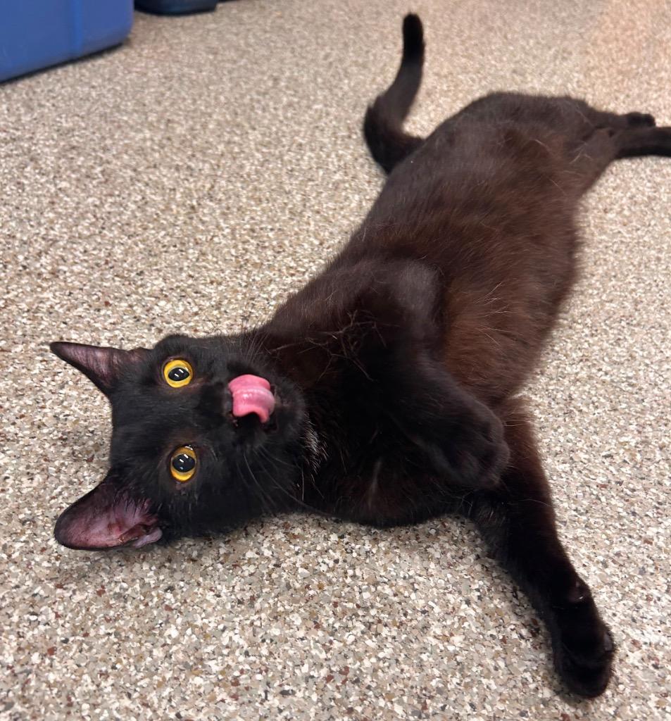 Laurence, a Adoptable mixed breed in Spooner, WI image 2/2
