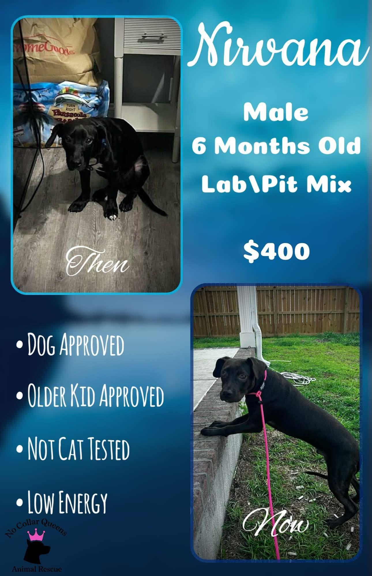 Nirvana, Adoptable, Young Male Labrador Retriever & Pit Bull Terrier.