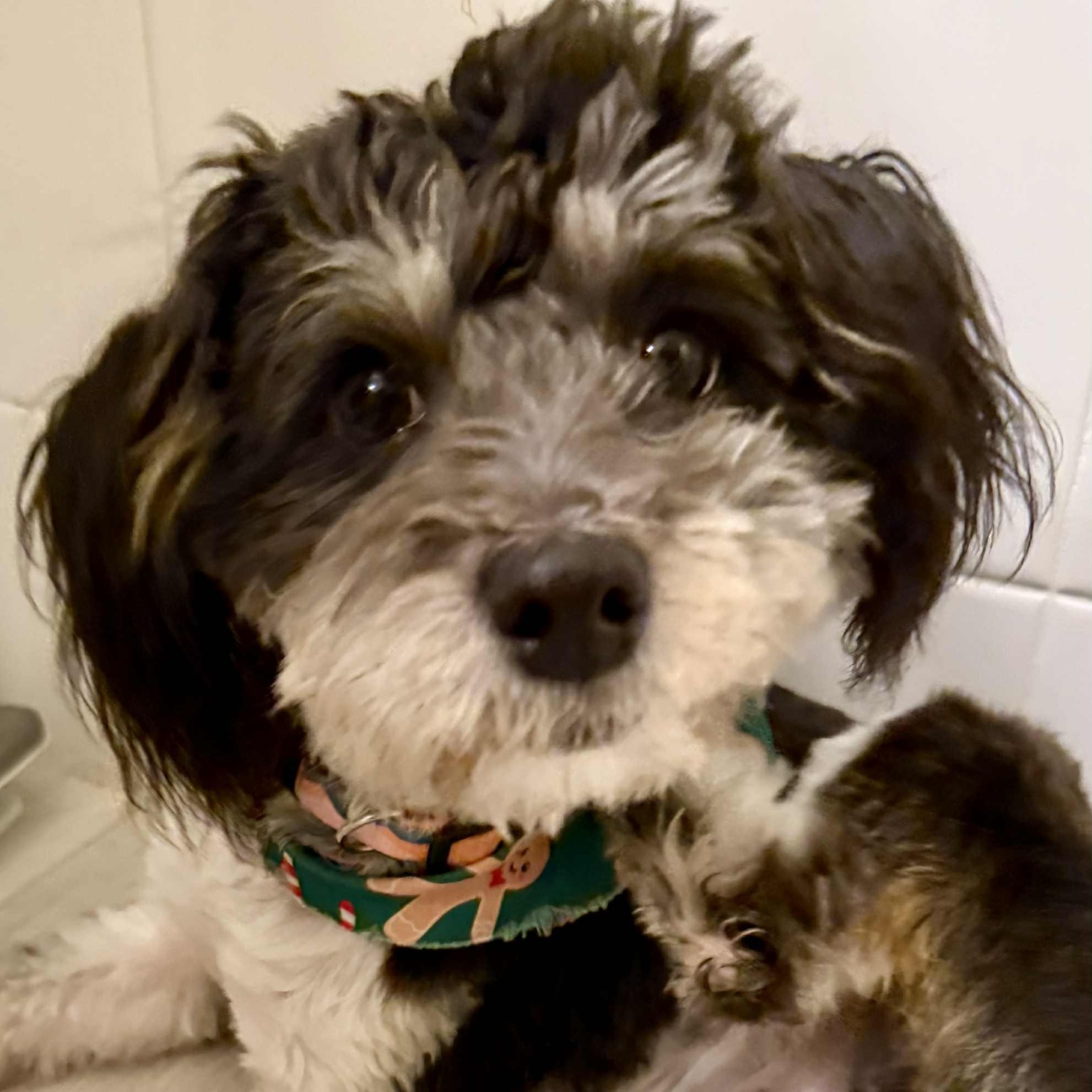 Enlarge Dexter, an adopted mixed breed in Seal Beach, CA image 1/6