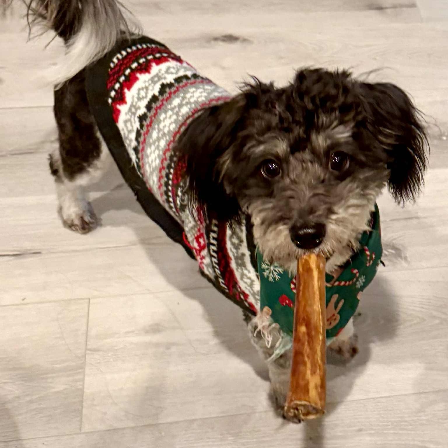 Enlarge Dexter, an adopted mixed breed in Seal Beach, CA image 3/6