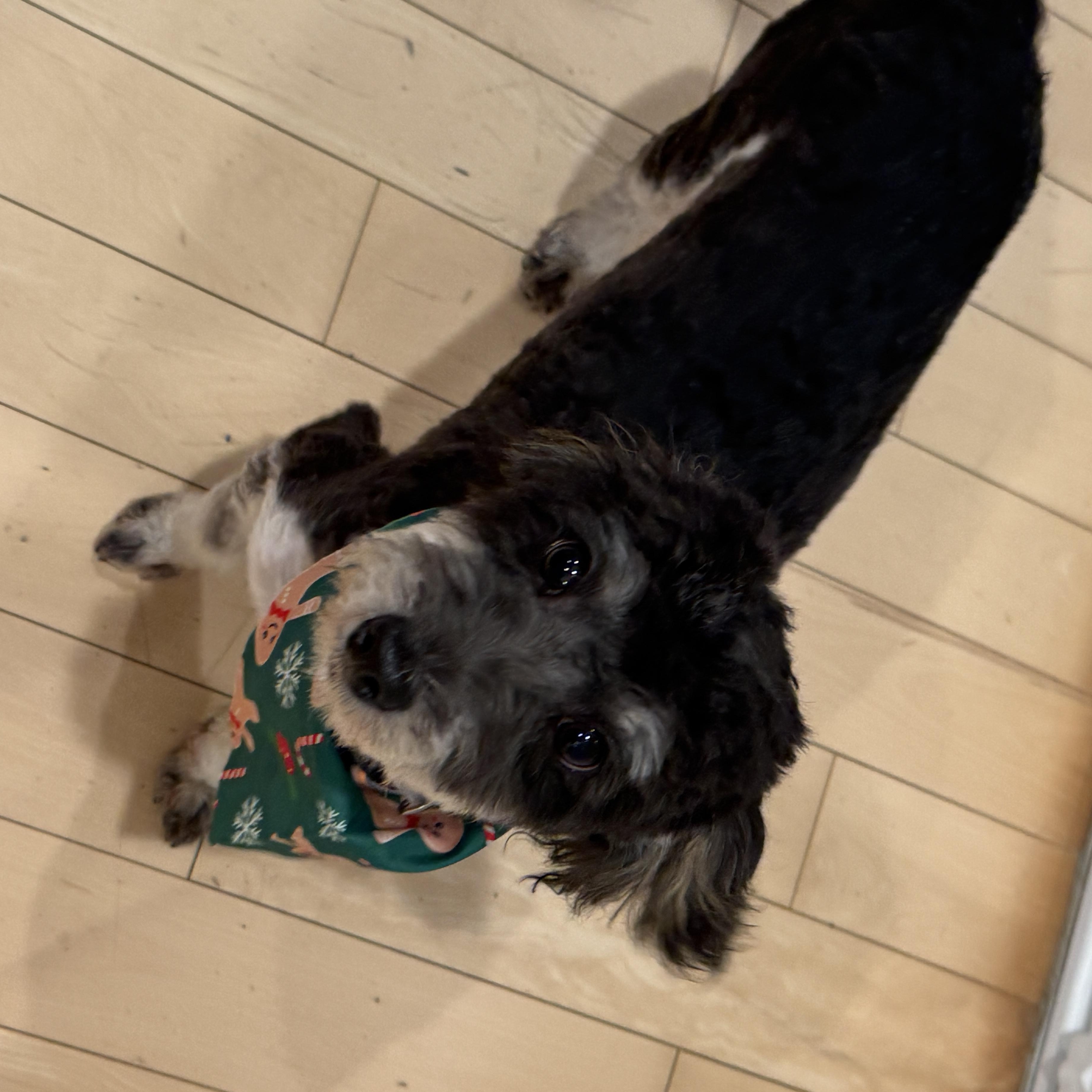 Enlarge Dexter, an adopted mixed breed in Seal Beach, CA image 5/6