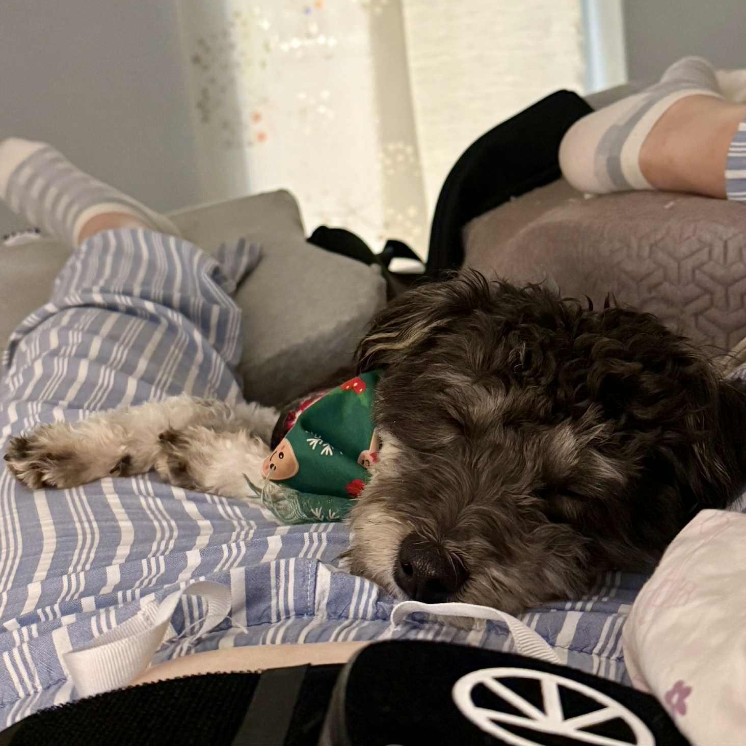 Enlarge Dexter, an adopted mixed breed in Seal Beach, CA image 4/6