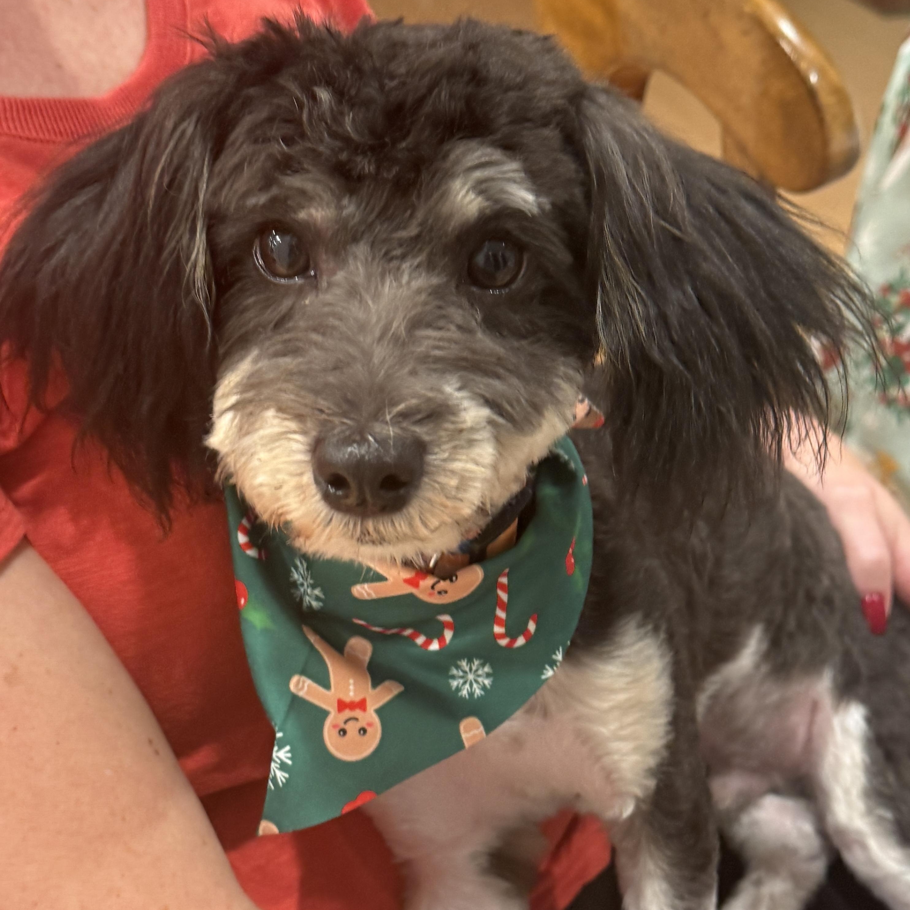 Enlarge Dexter, an adopted mixed breed in Seal Beach, CA image 6/6