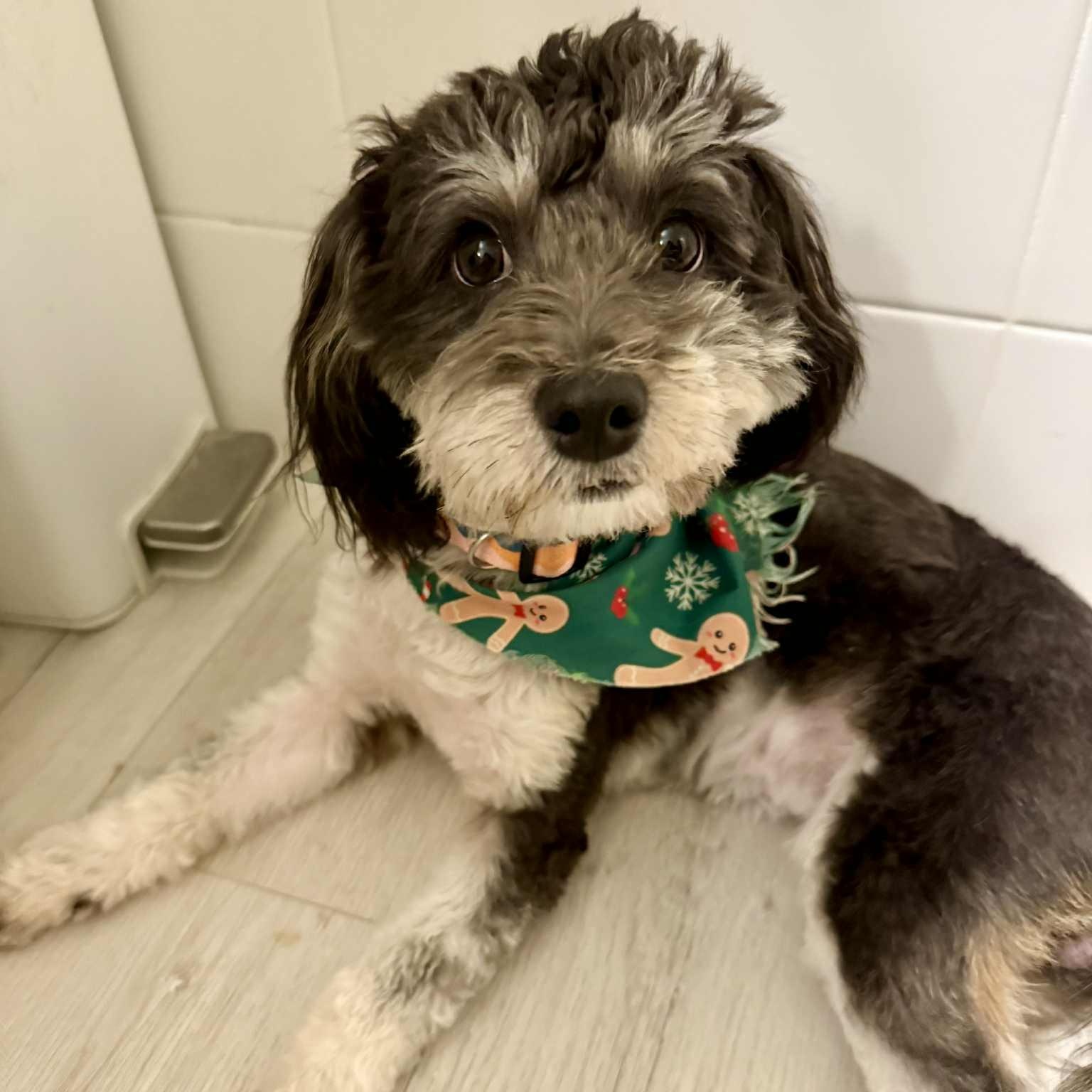 Enlarge Dexter, an adopted mixed breed in Seal Beach, CA image 2/6