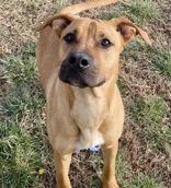 Enlarge Neville, an adopted Boxer in Glasgow, KY image 1/2