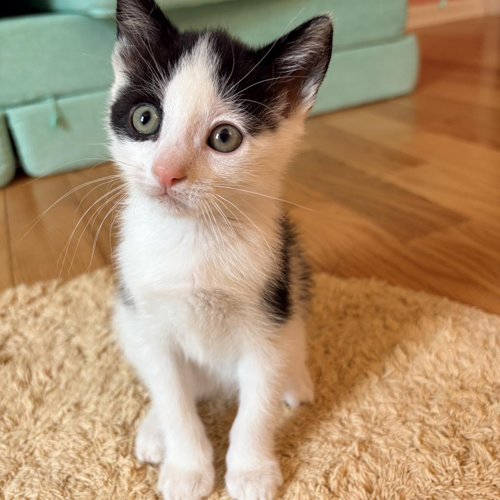Enlarge 26-80 Joey, a Adoptable Domestic Short Hair in North Branford, CT image 1/6