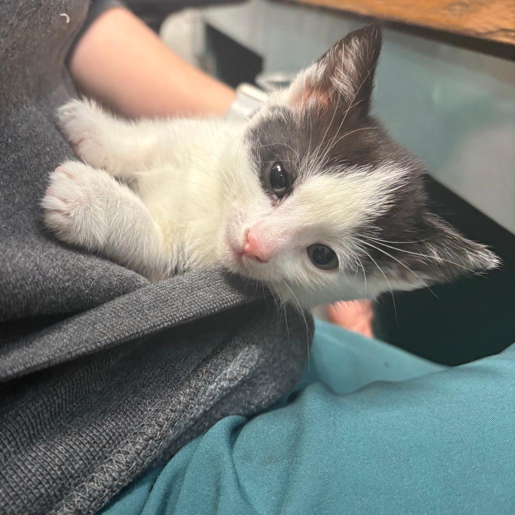 Enlarge 26-80 Joey, a Adoptable Domestic Short Hair in North Branford, CT image 2/6