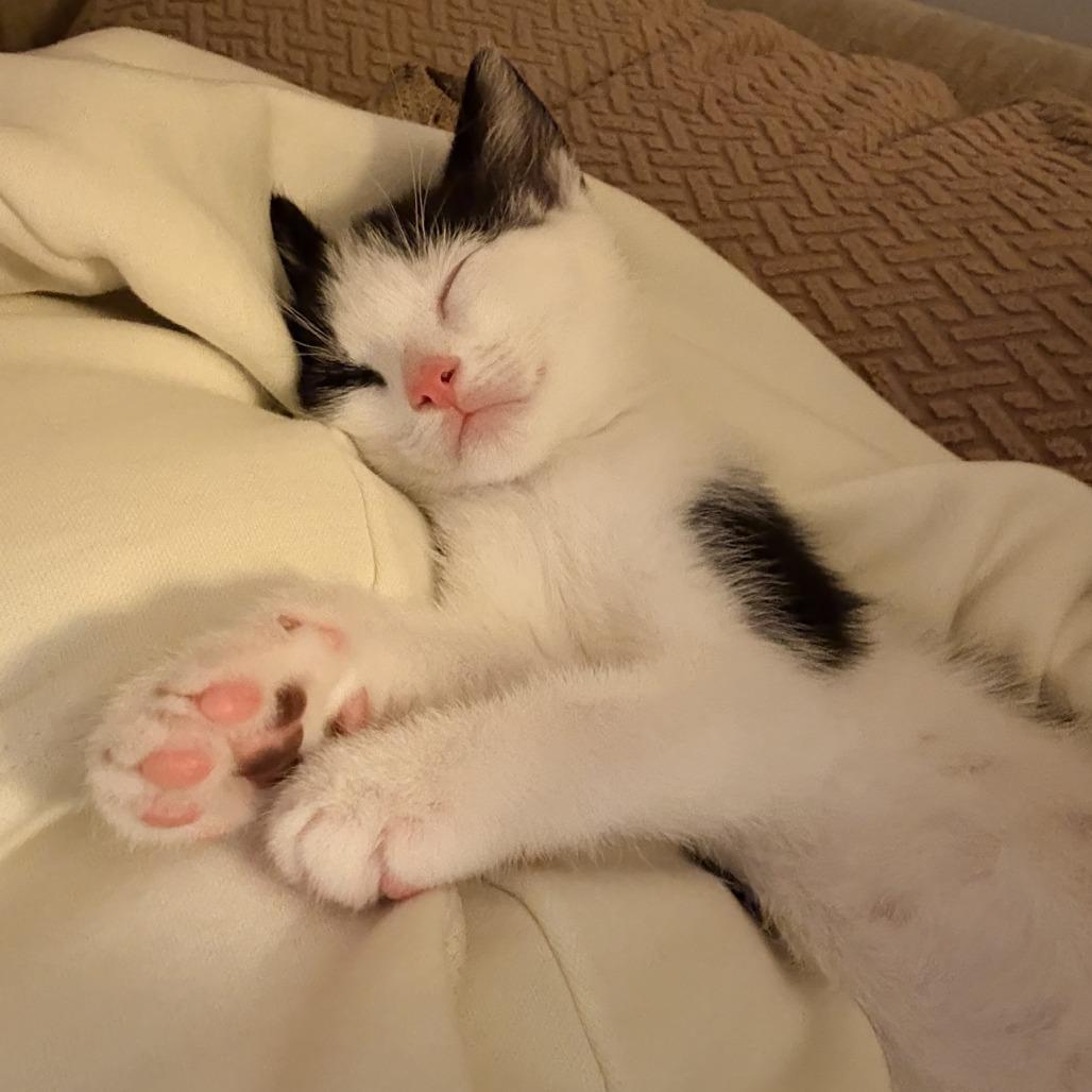 Enlarge 26-80 Joey, a Adoptable Domestic Short Hair in North Branford, CT image 3/6