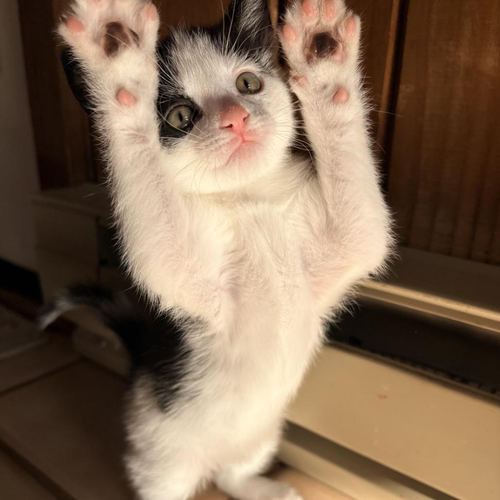 Enlarge 26-80 Joey, a Adoptable Domestic Short Hair in North Branford, CT image 4/6