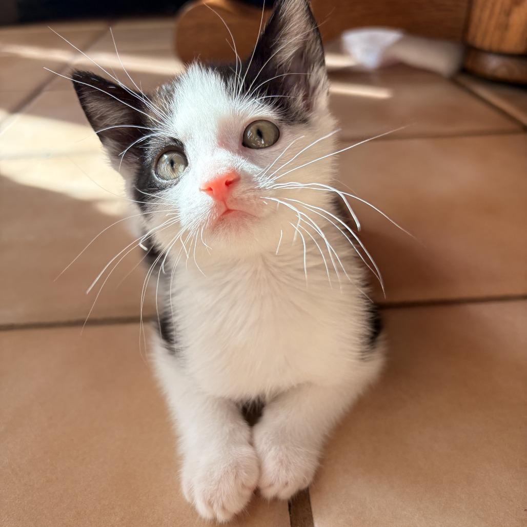 Enlarge 26-80 Joey, a Adoptable Domestic Short Hair in North Branford, CT image 5/6