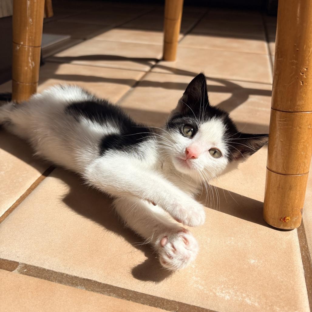 Enlarge 26-80 Joey, a Adoptable Domestic Short Hair in North Branford, CT image 6/6