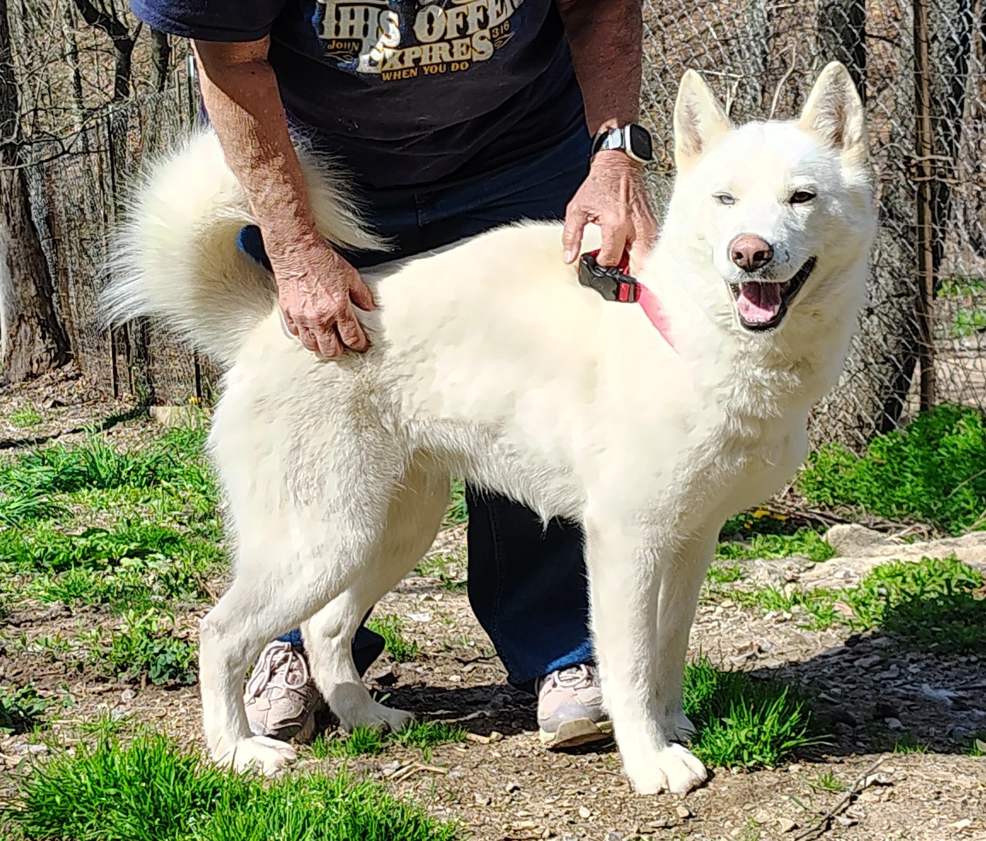 Blizzard, ADOPTABLE, Young Female Siberian Husky.