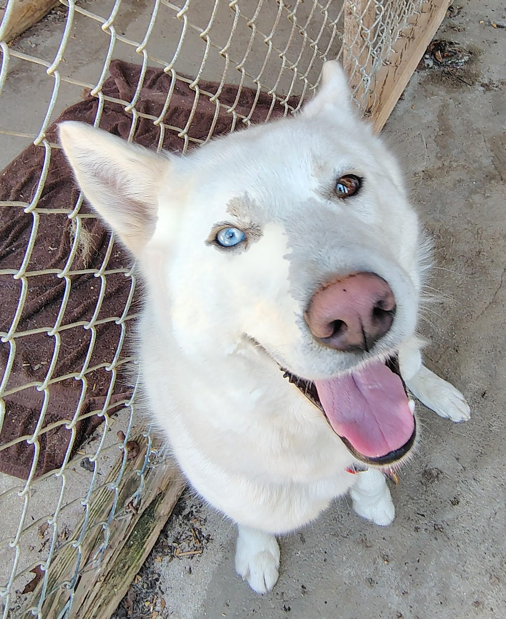 Enlarge Blizzard, a ADOPTABLE Siberian Husky in Oldtown, MD image 2/4
