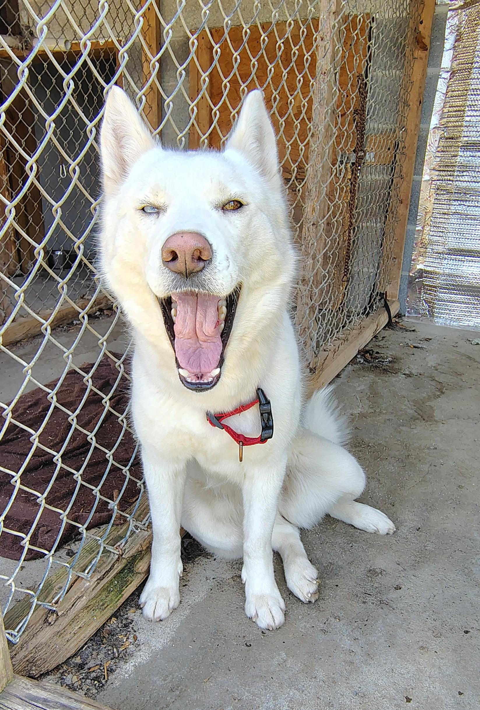 Enlarge Blizzard, a ADOPTABLE Siberian Husky in Oldtown, MD image 3/4