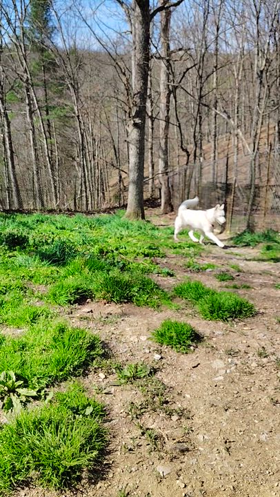 Enlarge Blizzard, a ADOPTABLE Siberian Husky in Oldtown, MD video 4/4