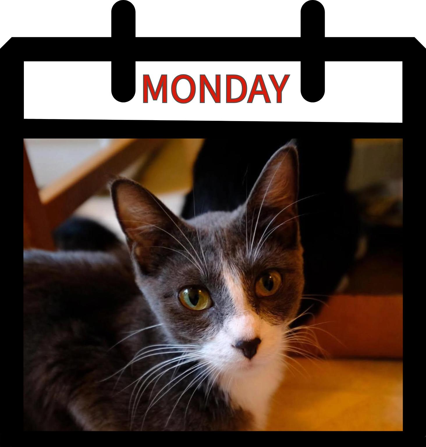 Monday, Adoptable, Adult Female Domestic Short Hair.