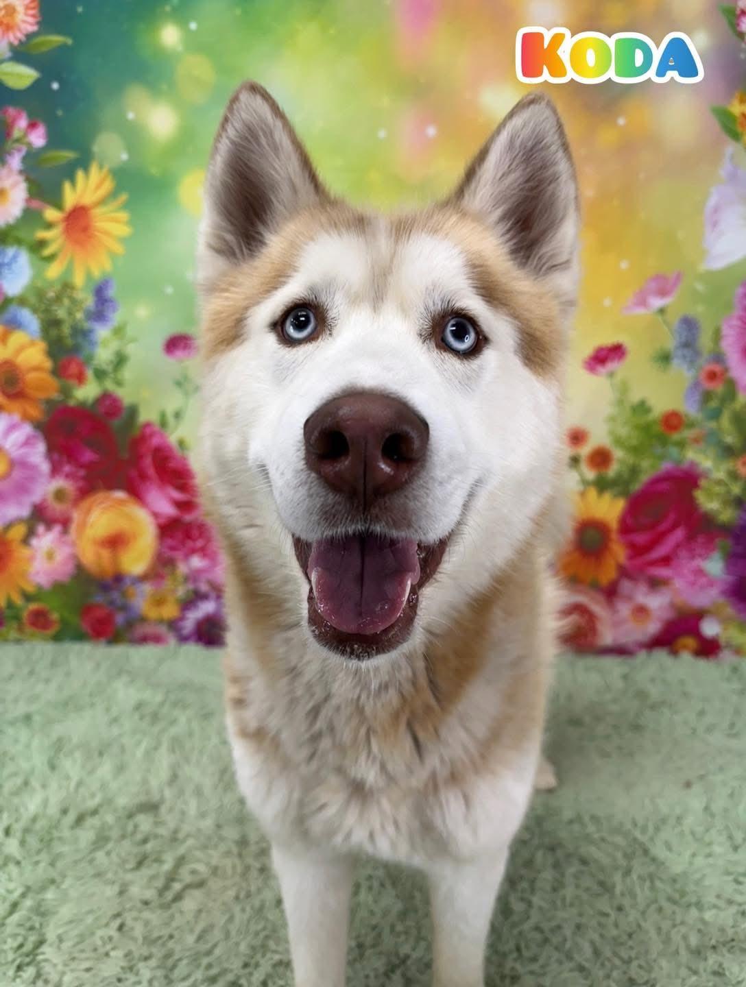 Koda, ADOPTABLE, Adult Male Husky.