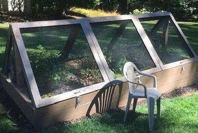 Box Turtle in Montgomery County, a Adoptable Eastern Box in Baltimore, MD image 1/3