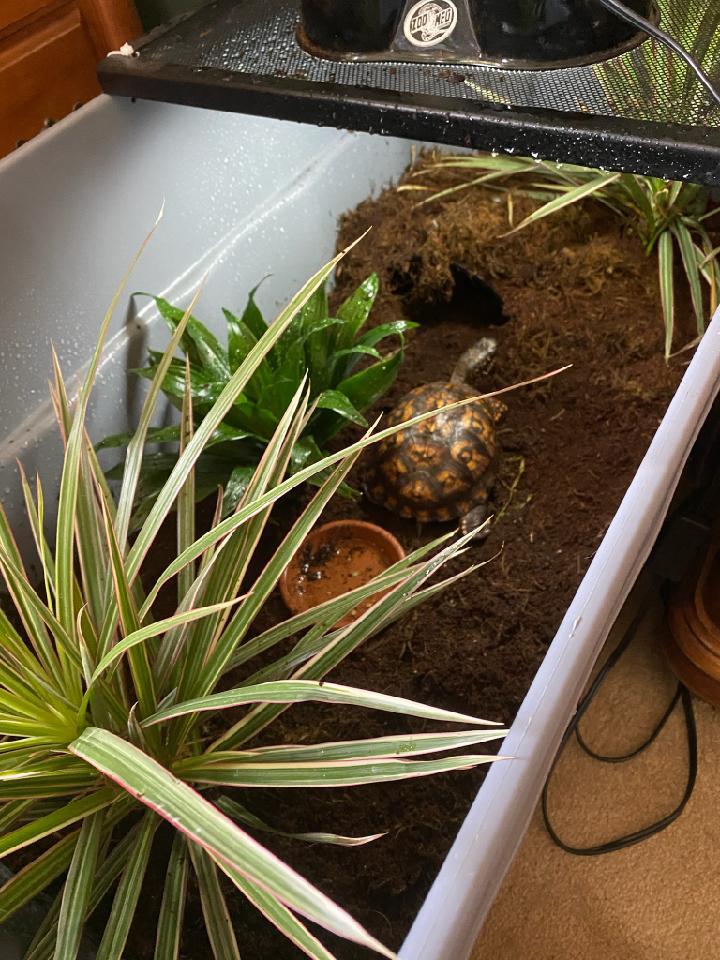 Box Turtle in Montgomery County, a Adoptable Eastern Box in Baltimore, MD image 3/3