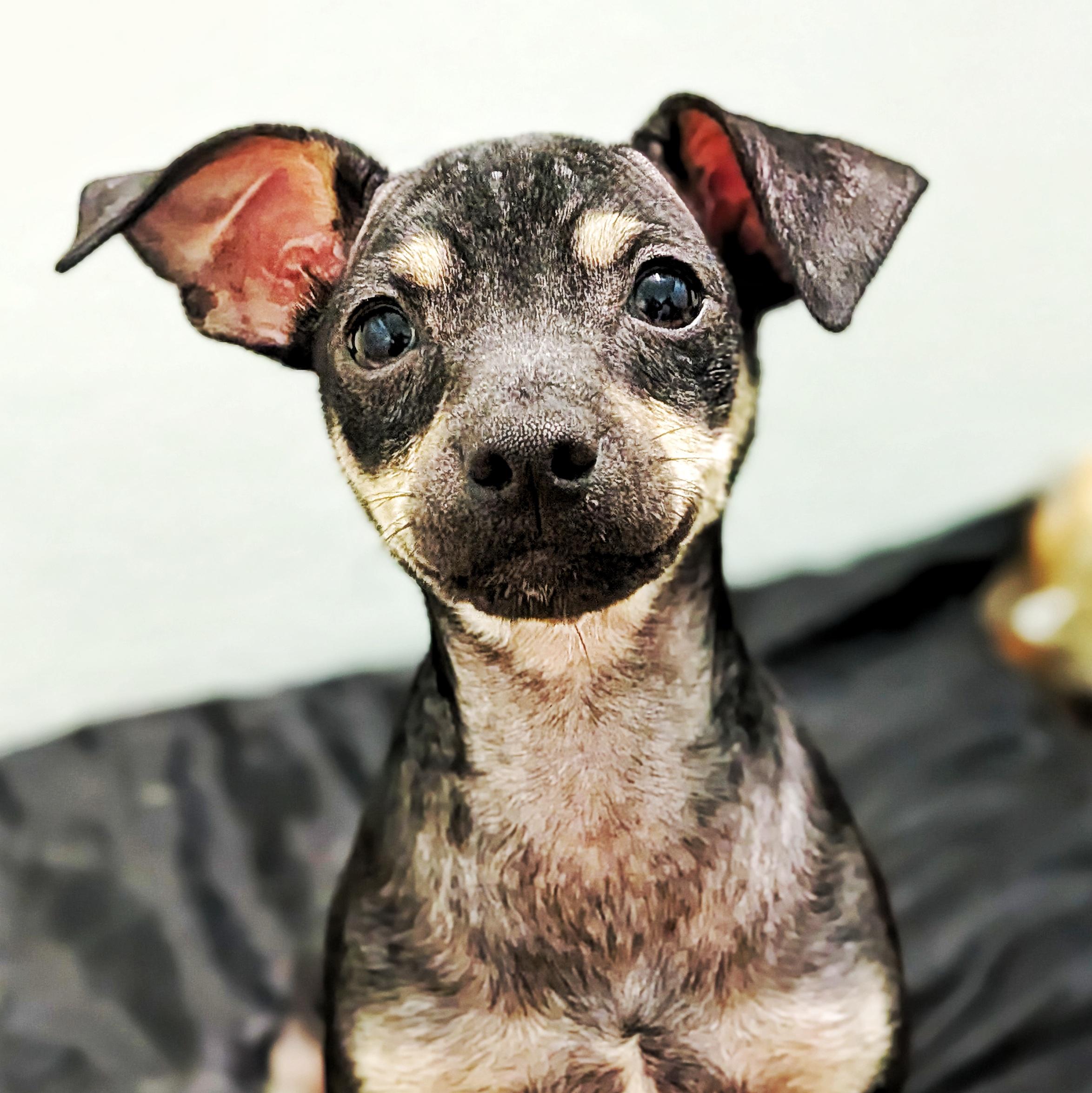 Enlarge Prius, a ADOPTABLE mixed breed in Eustis, FL image 1/1