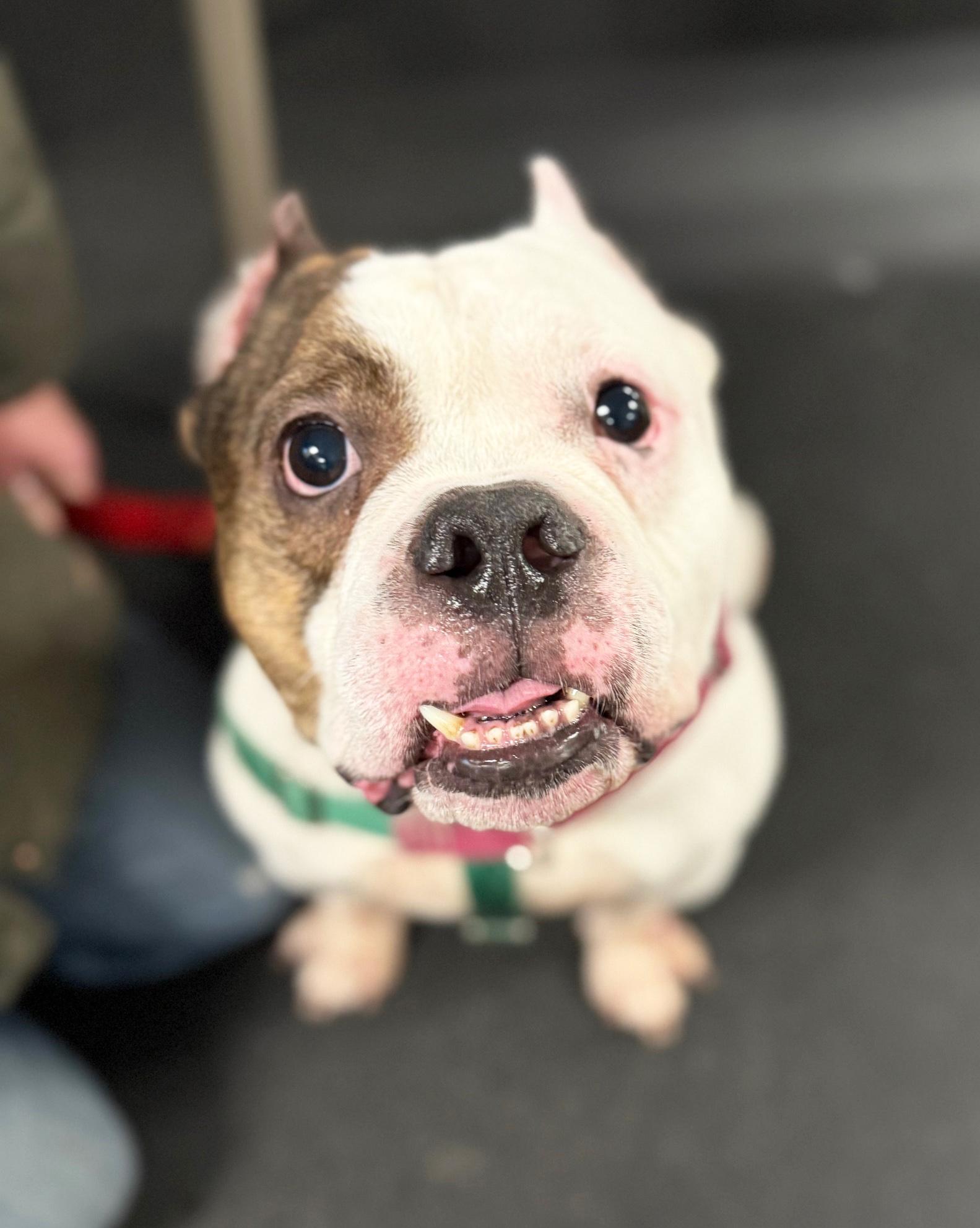 Enlarge MacDougle-Loves everybody!, a ADOPTABLE mixed breed in Oshkosh, WI image 1/6