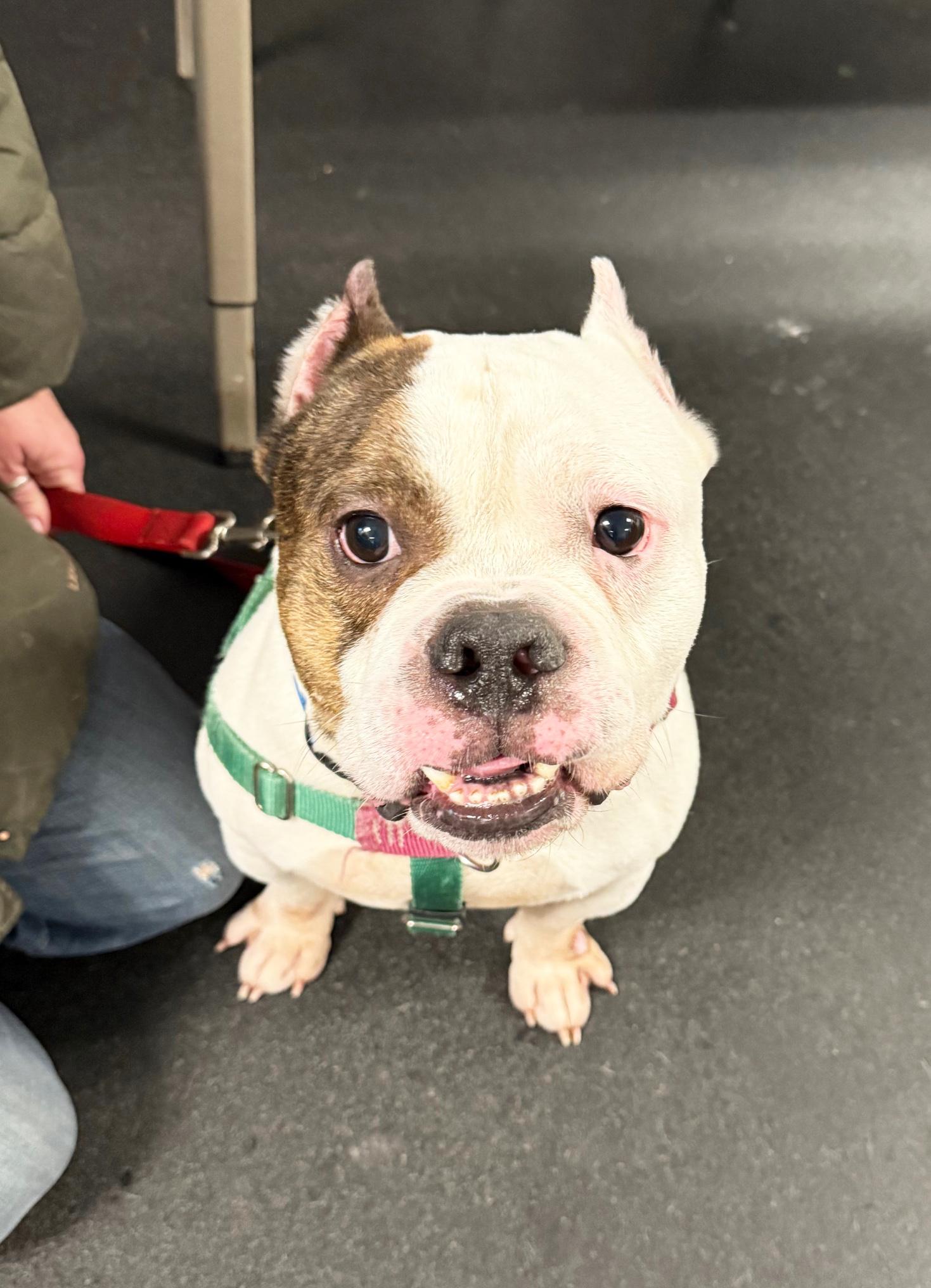 Enlarge MacDougle-Loves everybody!, a ADOPTABLE mixed breed in Oshkosh, WI image 2/6