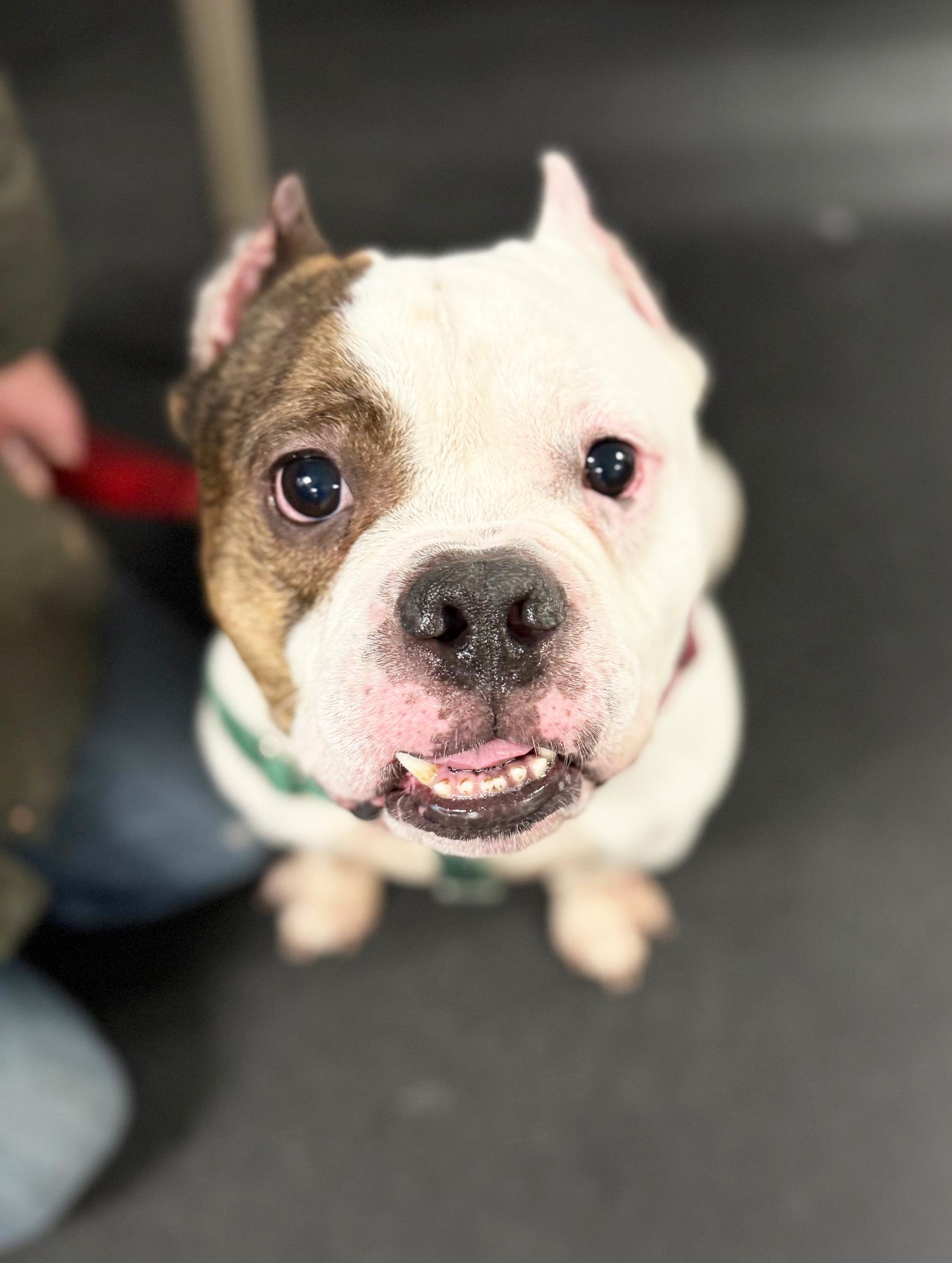 Enlarge MacDougle-Loves everybody!, a ADOPTABLE mixed breed in Oshkosh, WI image 3/6