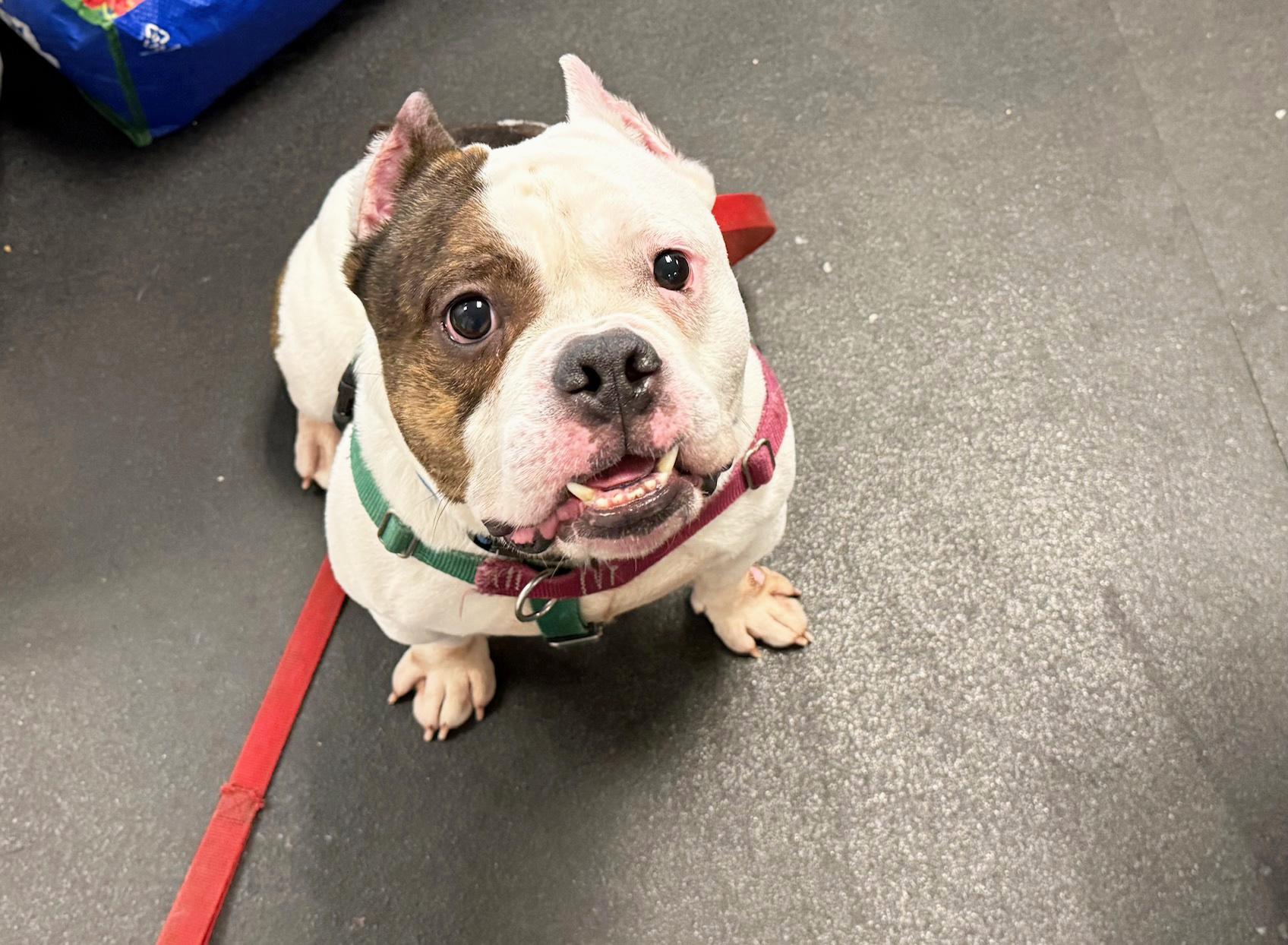 Enlarge MacDougle-Loves everybody!, a ADOPTABLE mixed breed in Oshkosh, WI image 5/6