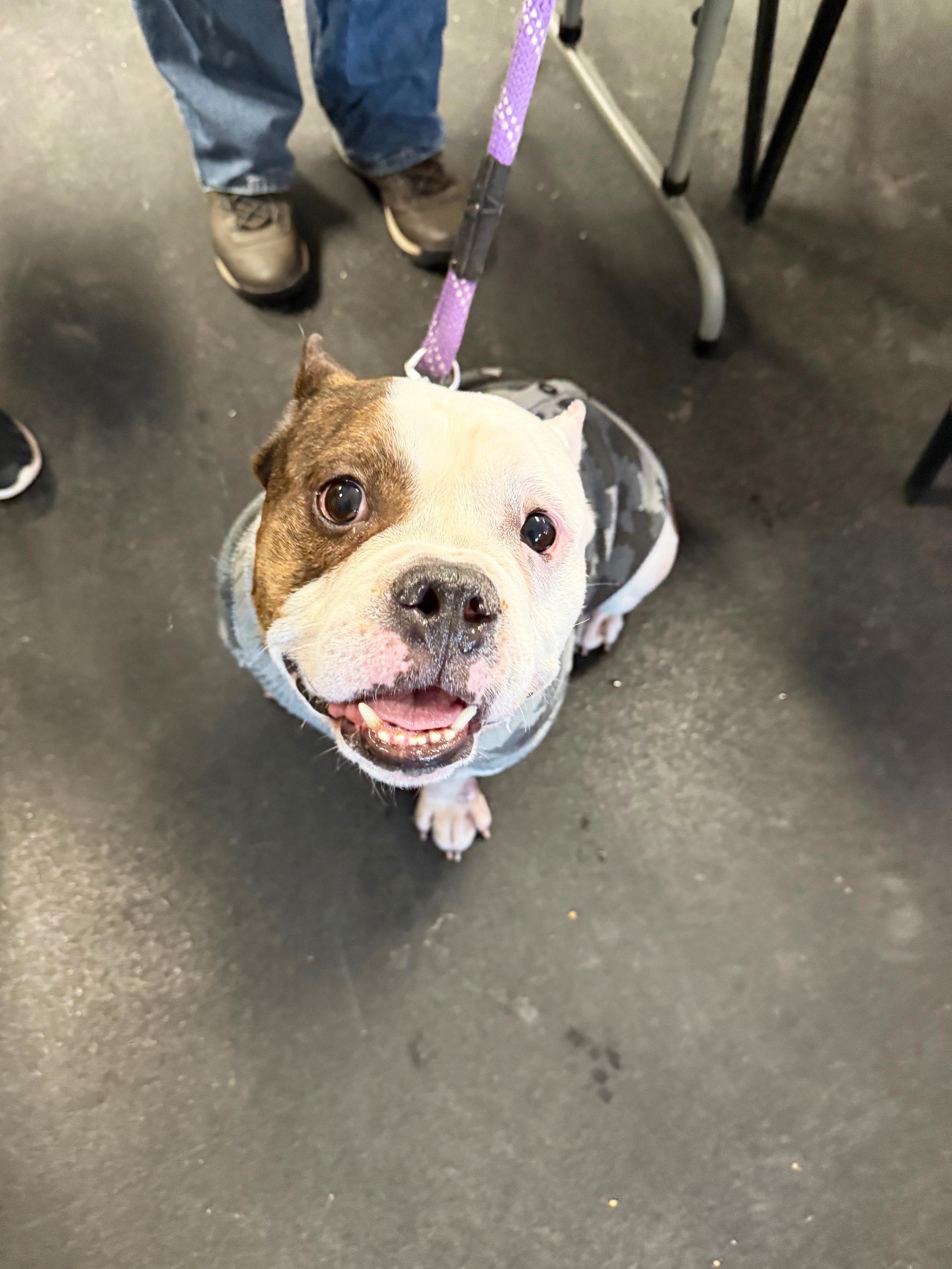 Enlarge MacDougle-Loves everybody!, a ADOPTABLE mixed breed in Oshkosh, WI image 4/6