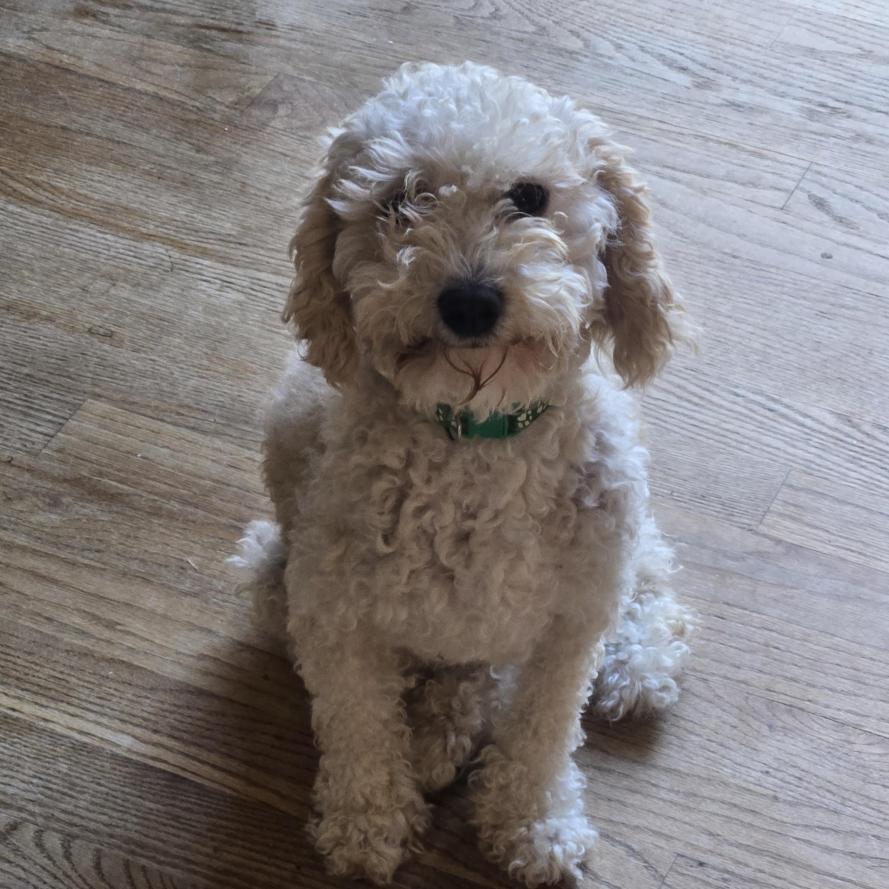 Enlarge Tyson, an adopted Poodle in Thornton, CO image 2/2